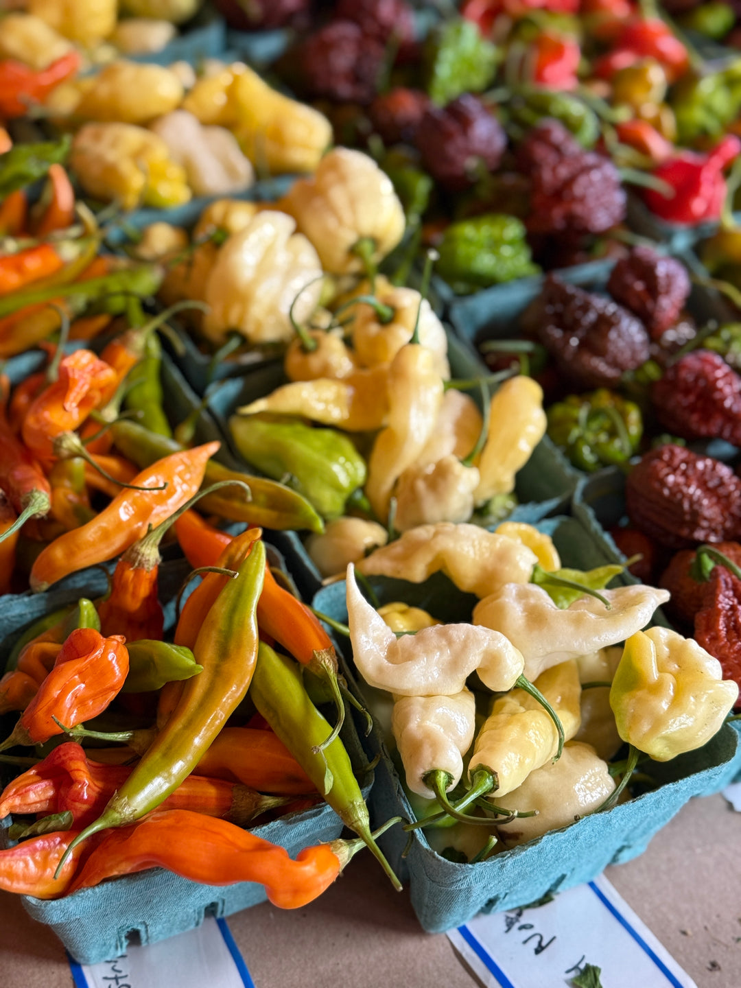 Chili Pepper Explorer's Gift Box: Experience 6 Unique Varieties