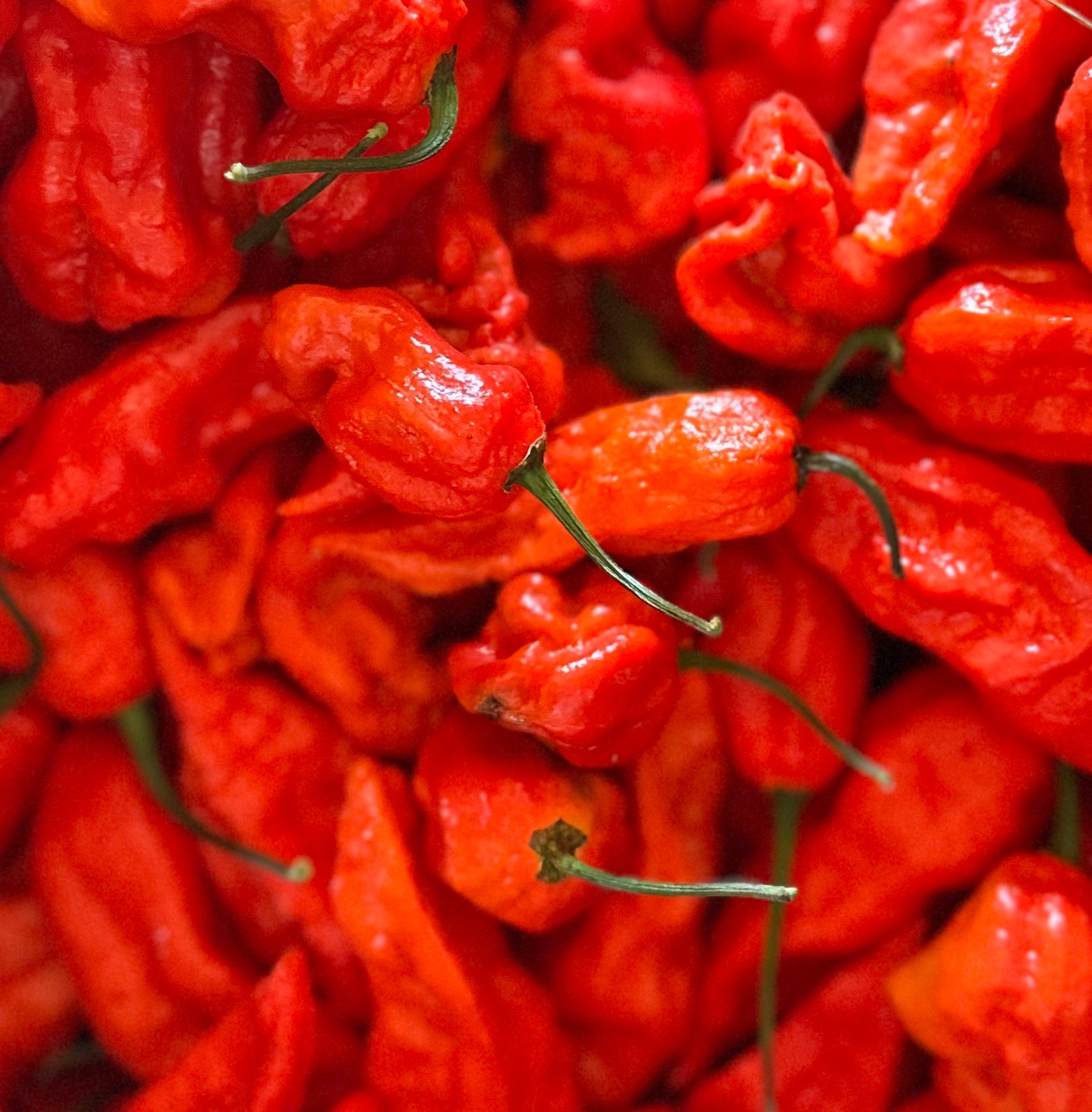 Homesweet Homegrown: Organic Fresh Peppers + Organic Chili Pepper CSA