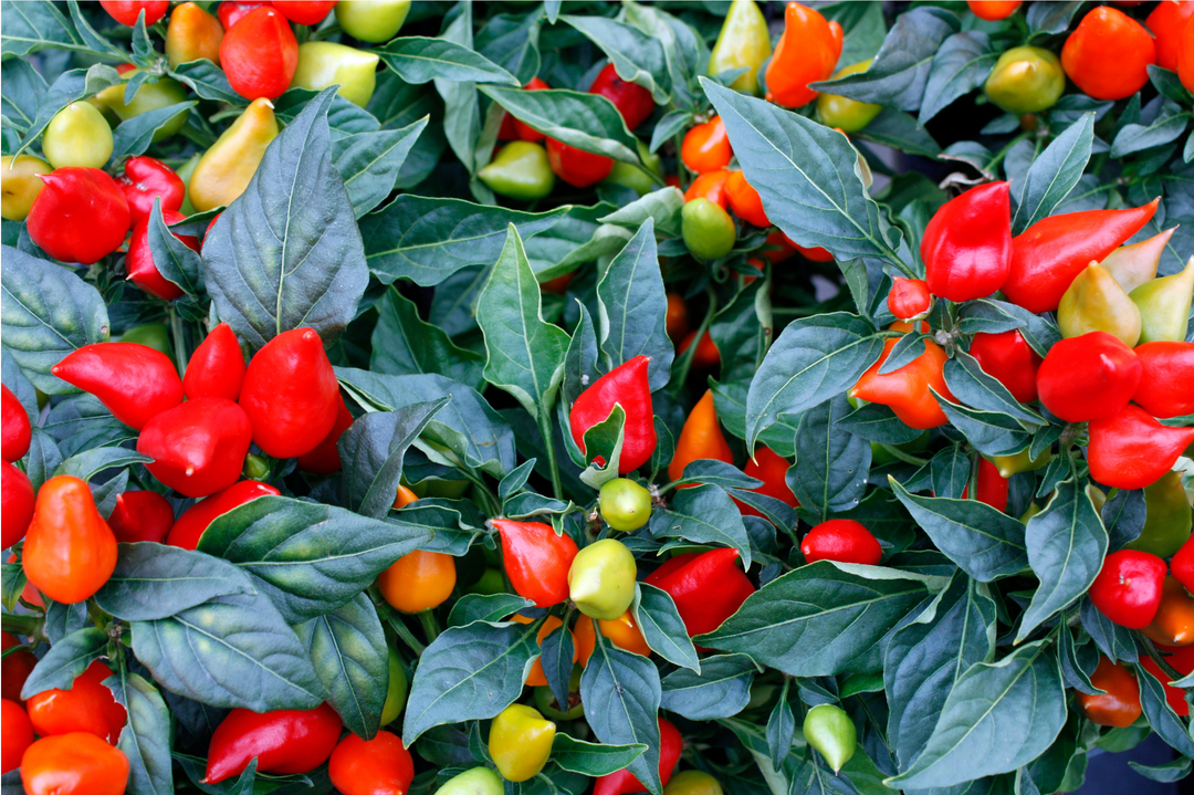Chili Pepper Explorer's Gift Box: Experience 6 Unique Varieties