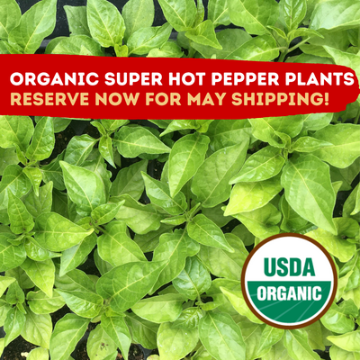 Super hot chili pepper plants shipped to your door!